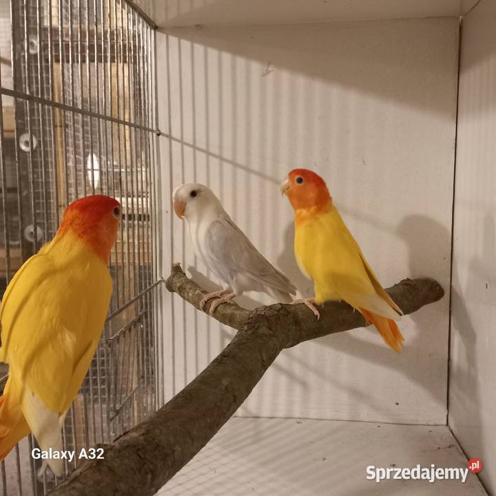 Nierozłączki czerwonoczelne z 2025r Garwolin