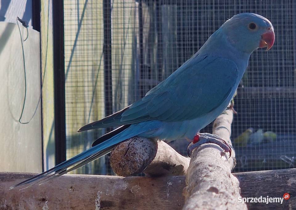 Aleksandretta obrożna łatwo się oswaja i można