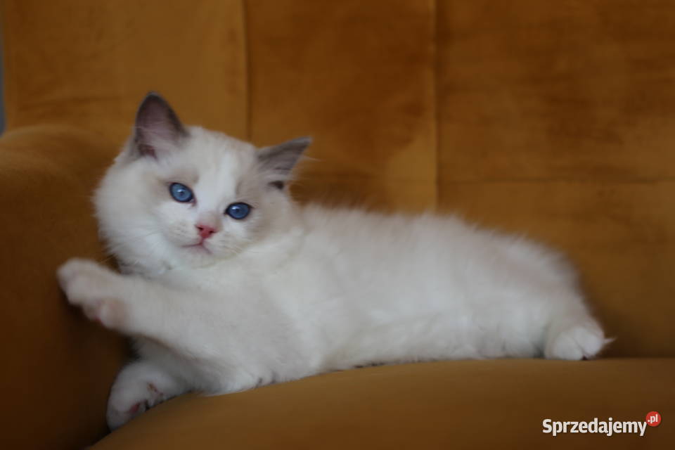 Kocurek Wedel Ragdoll z hodowli Castillo Cat Gorzów Wielkopolski