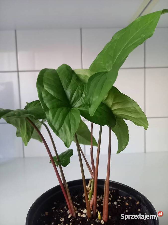 Syngonium podophyllum zroślicha Zielone Częstochowa