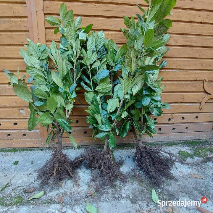 Laurowiśnia Novita zielony żywopłot 80100