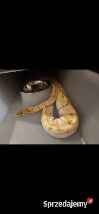 Samica pyton królewski banana pastel Gady i płazy zachodniopomorskie Koszalin