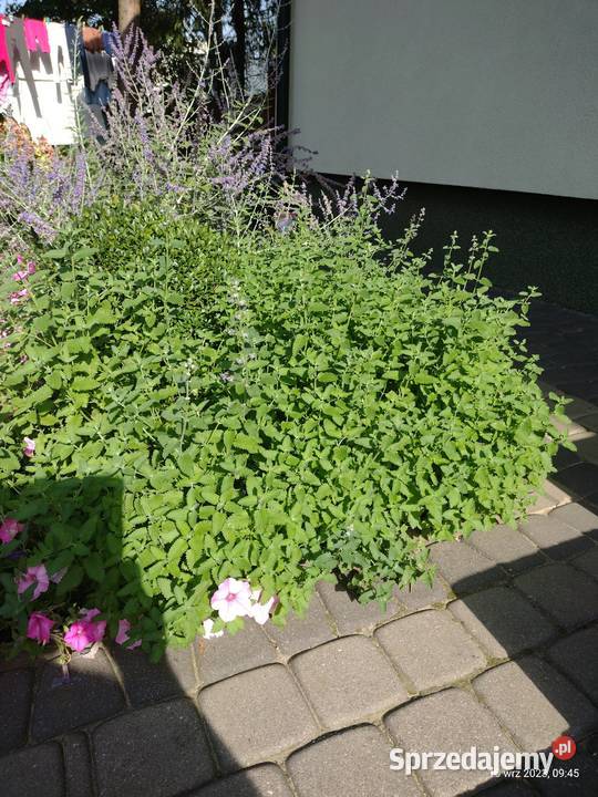 Kocimiętka w doniczce Komornica