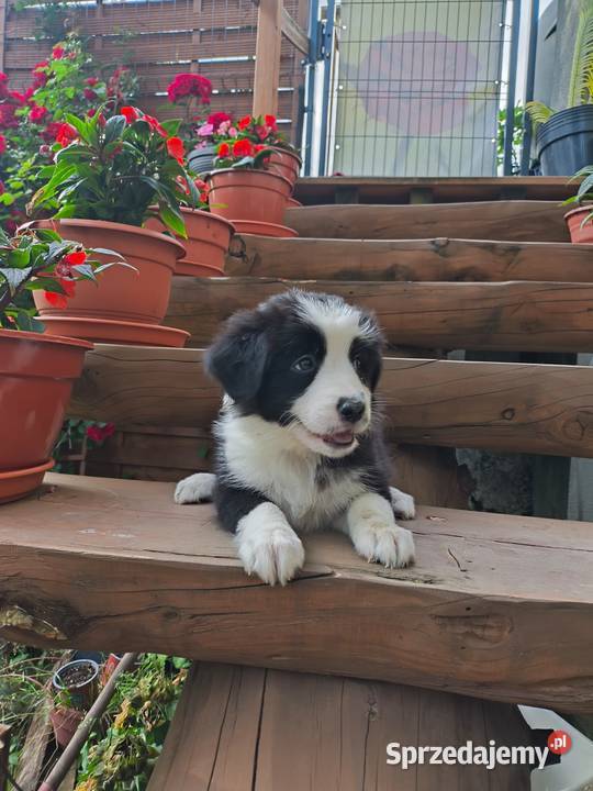 Suczka Border collie czarnobiała z rodowodem z Rymanów