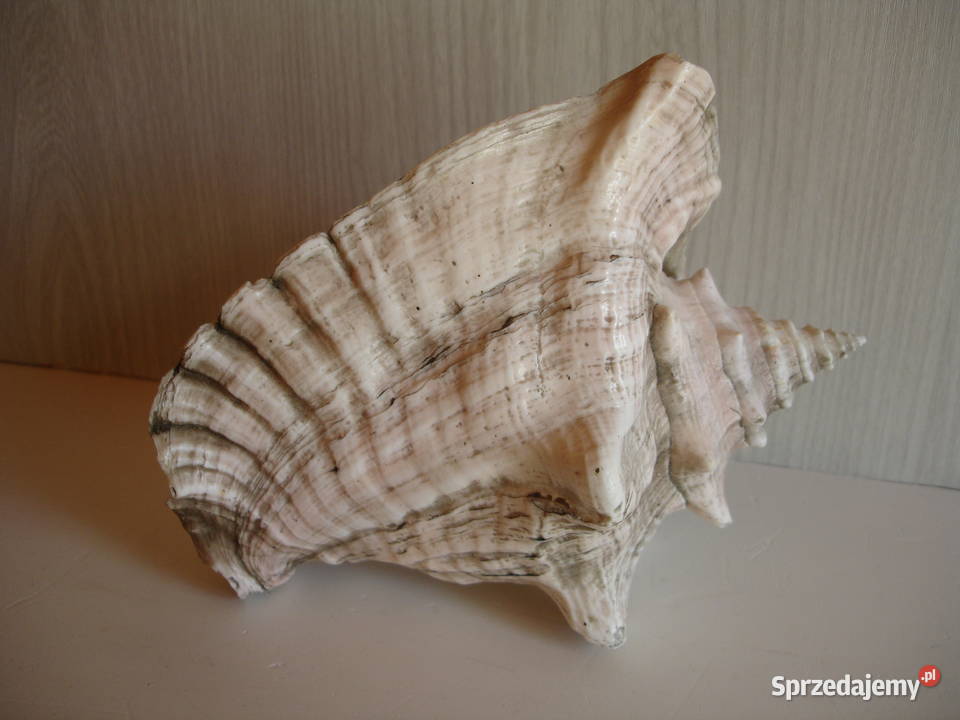 Muszla morska duża lubuskie Zielona Góra