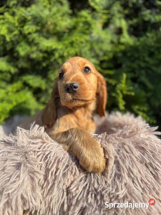 Cocker spaniel angielski Piesek Rodowód świętokrzyskie Kielce sprzedam