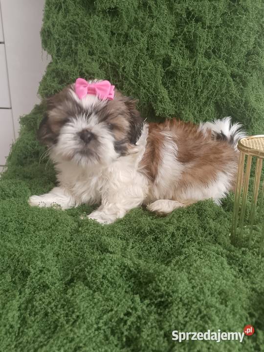 Gotowa do odbioru śliczna suczka rasy ShihTzu Kępno