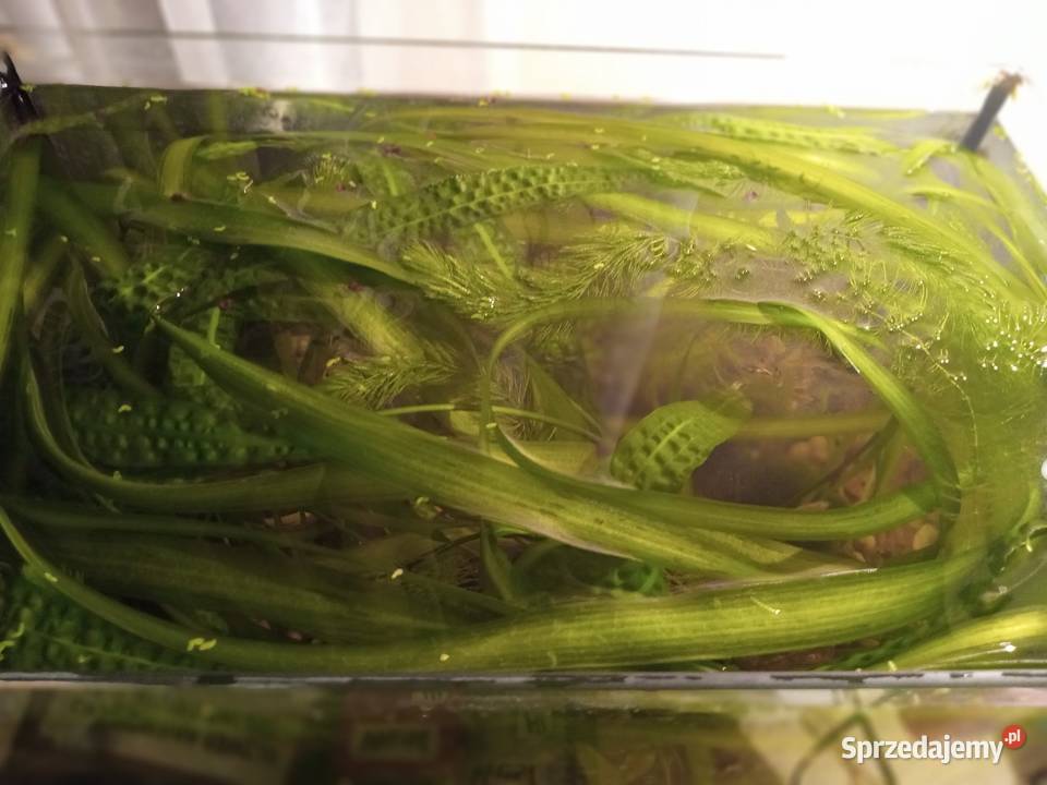 Rośliny Nurzaniec szerokiGałęzatka Kryptokoryna Piotrków Trybunalski