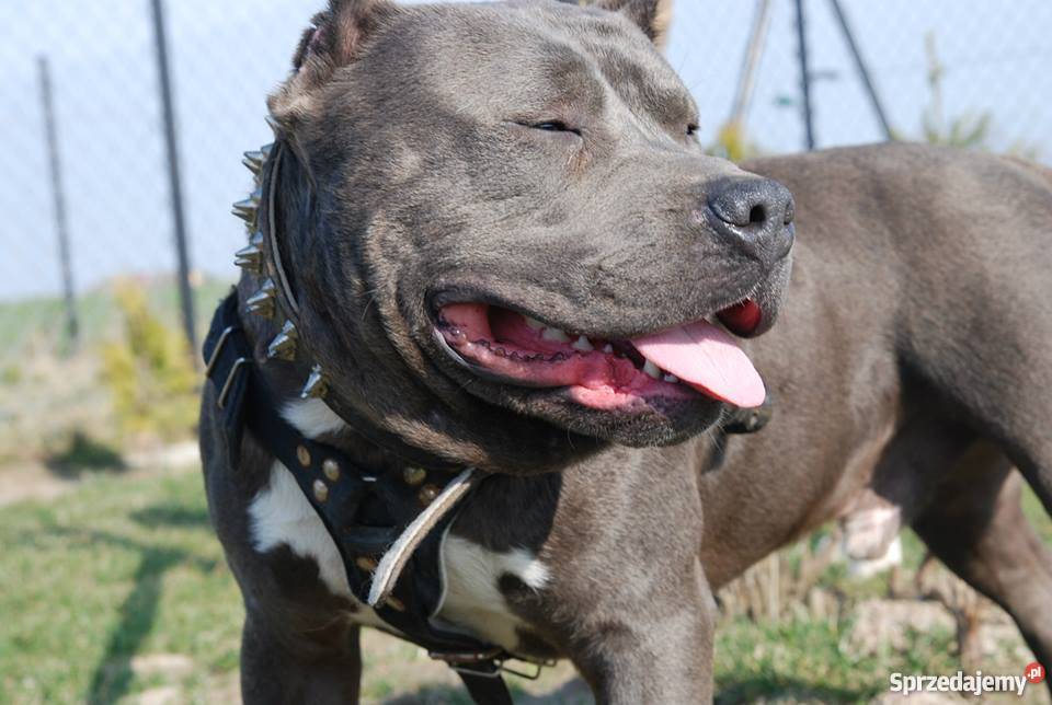 Amstaff Błękitny mazowieckie Płock