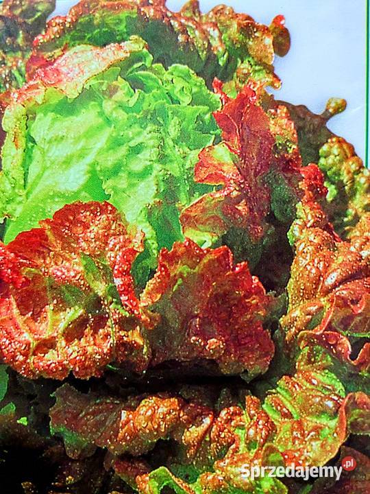 Ogórek sałatkowy długi nasiona wschodnie Kraków