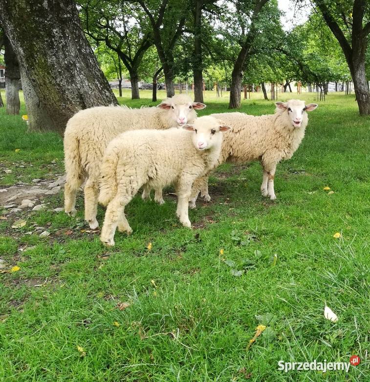 Sprzedam jagnięta Stary Sącz sprzedam
