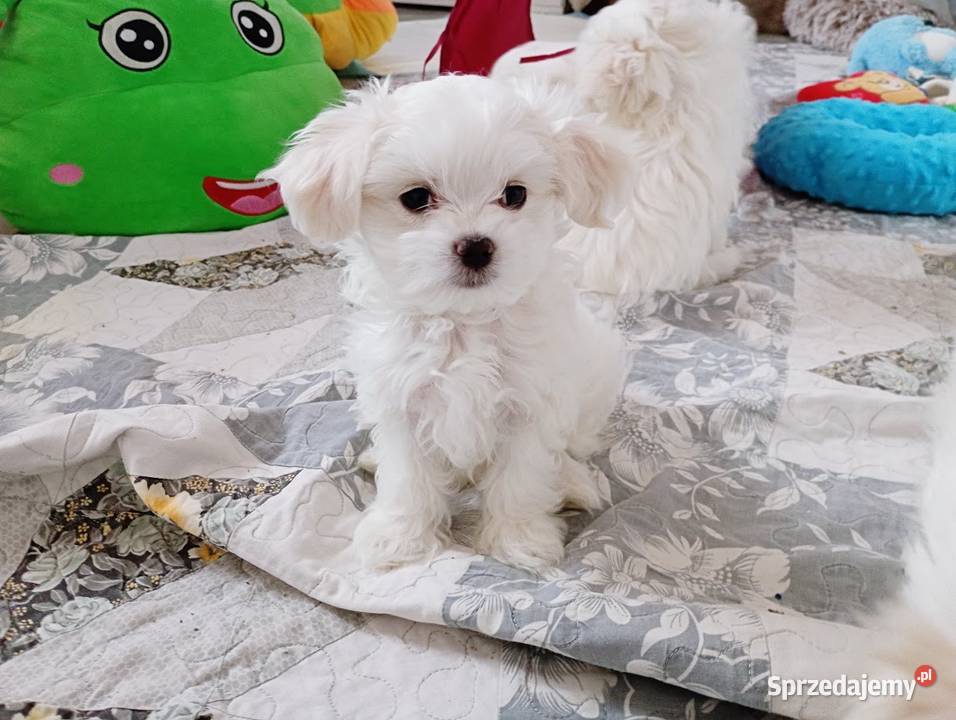 Maltańczyk suczka sprzedam