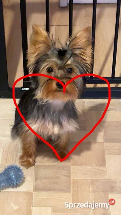 Sprzedam suczkę york sdalowo złota York Gliwice