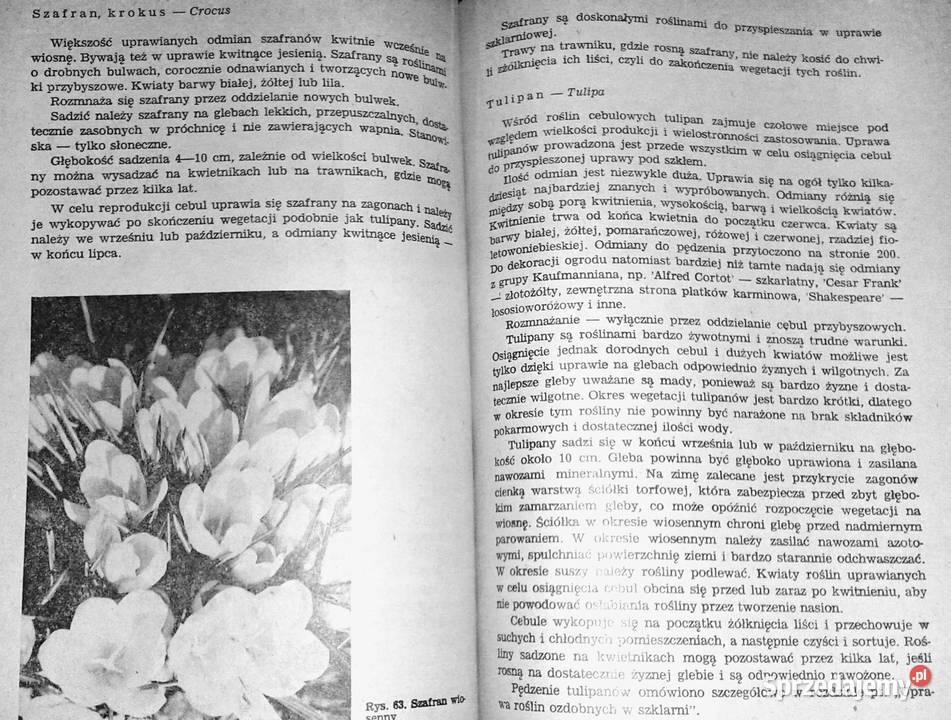 Kwiaciarstwo ZSO A Bartosiewicz H Chmiel Chełm