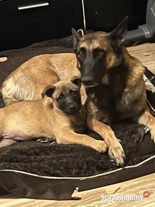 Owczarki Belgijskie Malinois Mokrzyska sprzedam