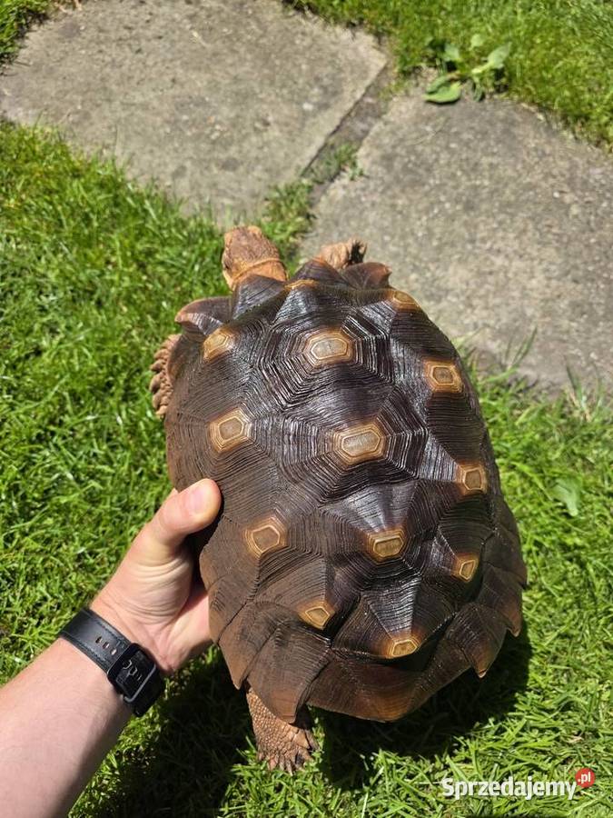 Żółw pustynny Sulcata 4 lata zdrowy z Będzin