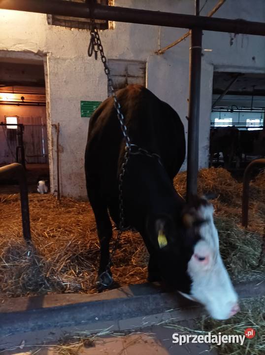 Likwidacja stada krów jałowek Zduny