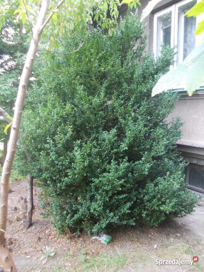 BUKSZPAN duży krzew 28 m Rośliny Skawina sprzedam