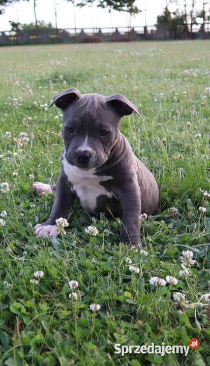 American Staffordsihre Terrier szczeniak Kazimierz Biskupi