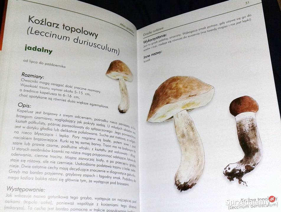 Ilustrowany atlas grzybów Emilia Grzędzicka Pozostałe Chełm
