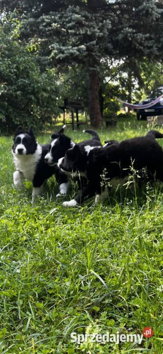 Szczenięta Border Collie DO ODBIORU pomorskie Biała Góra sprzedam