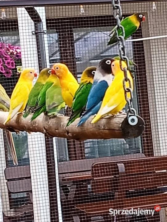 Papugi nierozłączki i rozelle Cierpisz