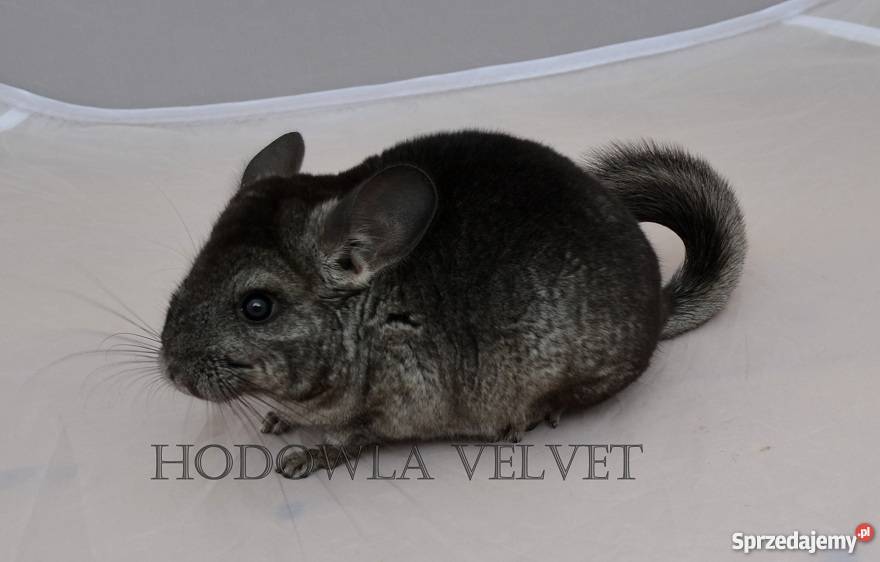 Szynszyla Szynszyl samiczka Ebony Light szary Pozostałe