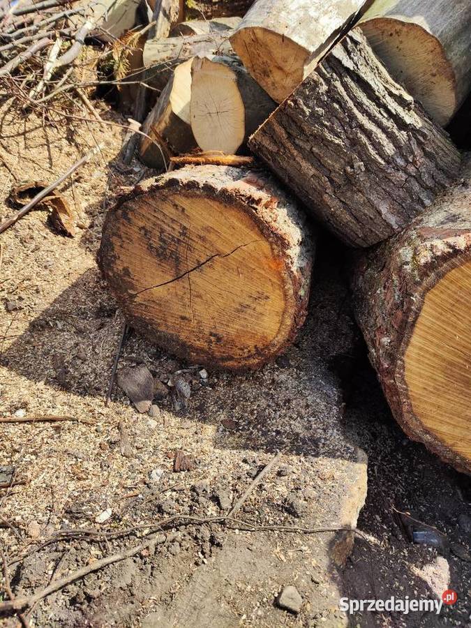 Kłody dębowe 25m Kamienna