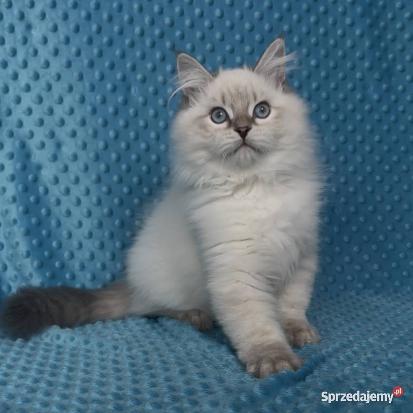 Kociak syberyjski Neva Masquerade