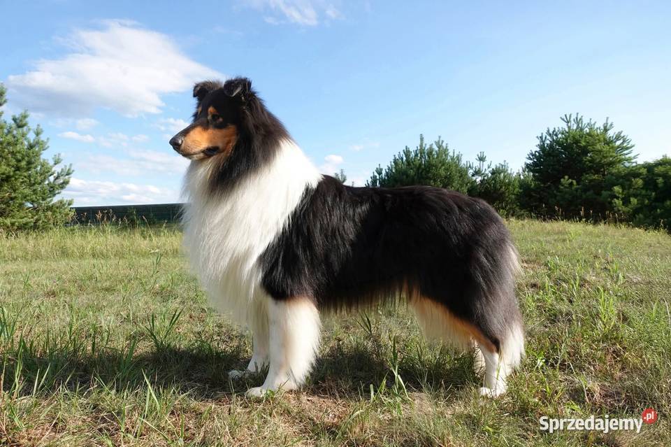 Owczarek szkocki długowłosy FCI Owczarek Szczerców