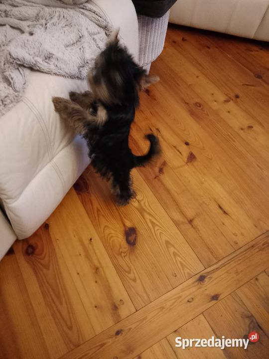 Sprzedam York shire Terrier