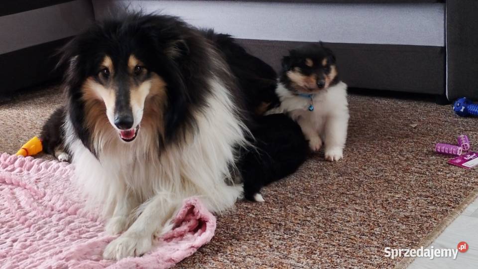 ZKwP FCI Owczarek Szkocki Collie mazowieckie Mińsk Mazowiecki