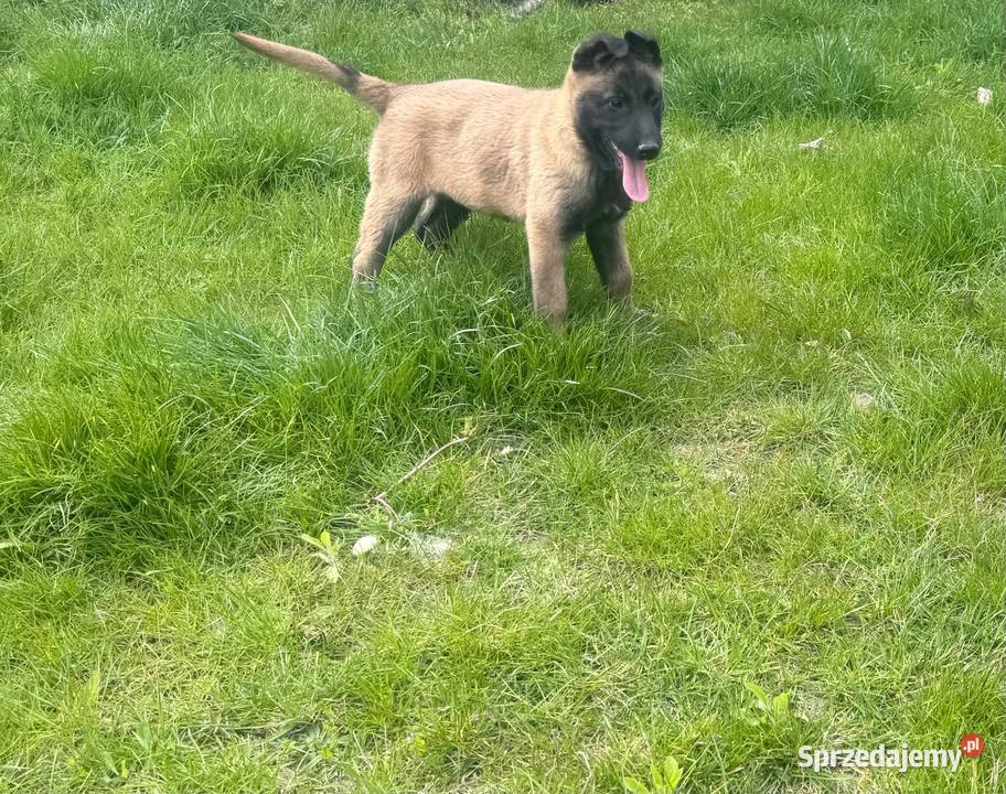 Owczarek Belgijski Malinois Owczarek lubelskie Łęczna