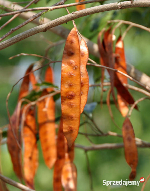 ALBICJA PROCERA Albizia procera NASIONA 100g Lubanie
