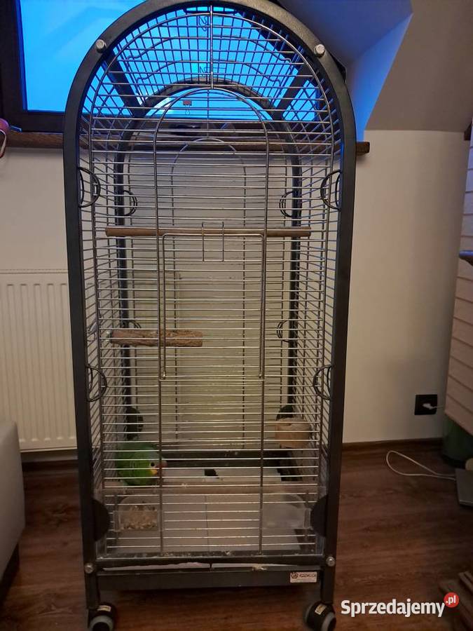 Papuga amazonka Bysław