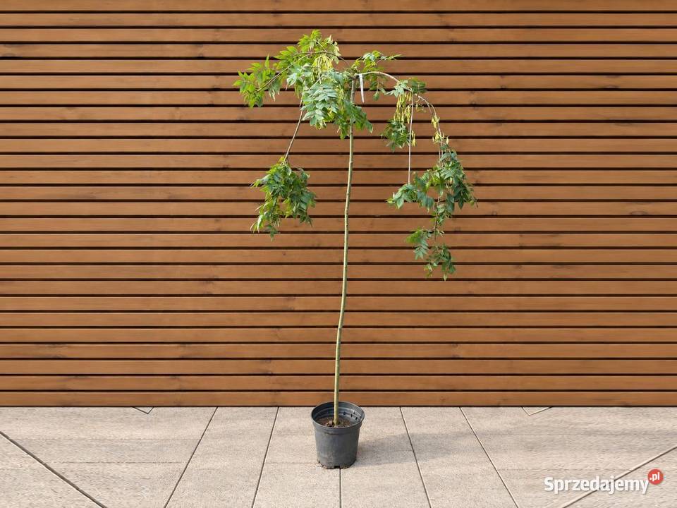 Jesion wyniosły Pendula szczep 150200 Sompolno
