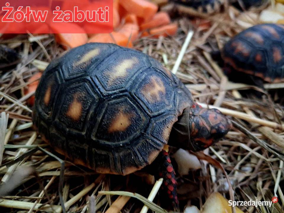 Sprzedam żółwie stepowe żółwie lamparcie żółwie