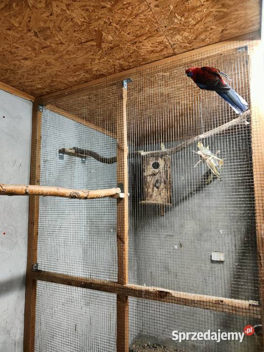 Sprzedam samca rozeli królewskiej z 2024 samicę Lipa