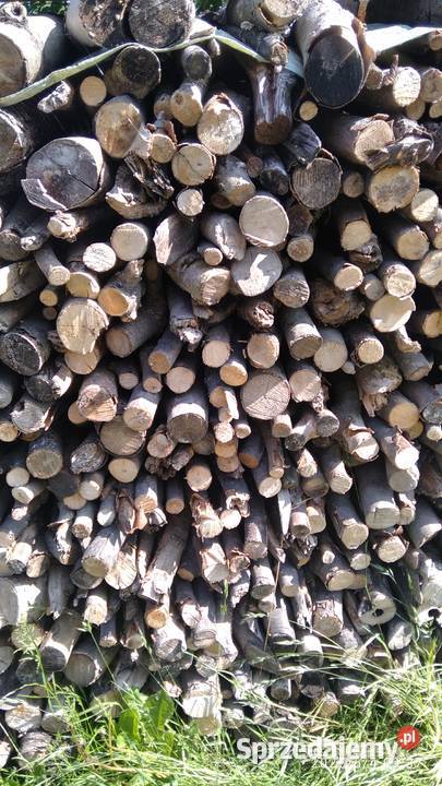 Drzewo bukowe gałęzie suche Ropa sprzedam