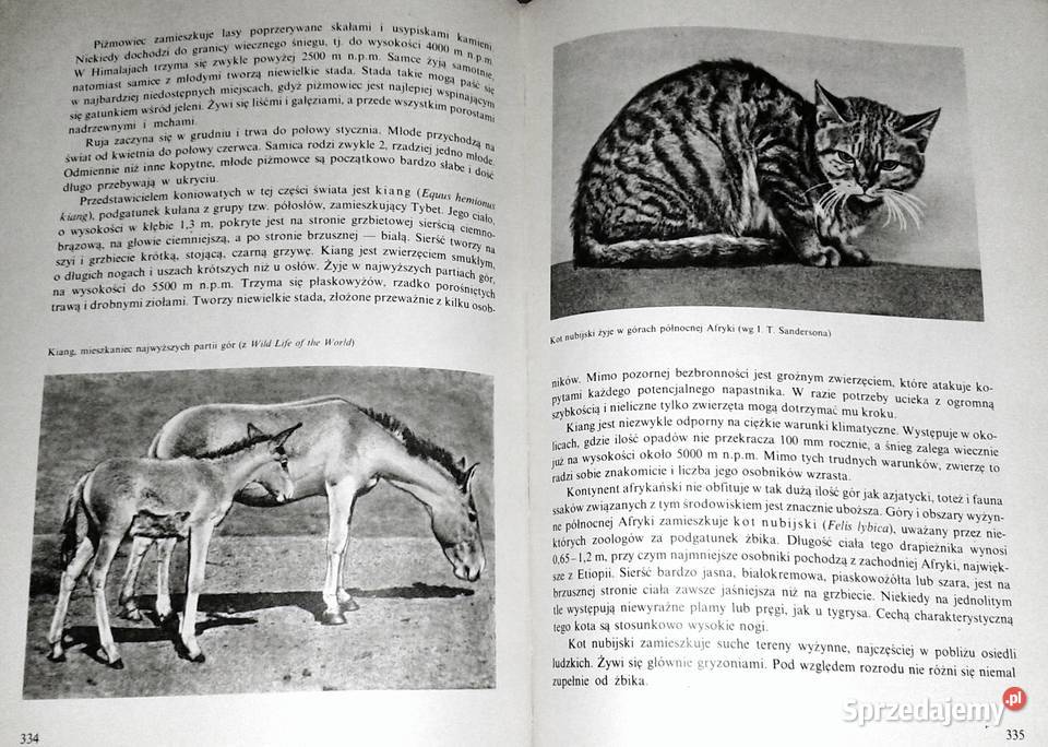 Ssaki Włodzimierz Serafiński Ewa twarda Chełm sprzedam