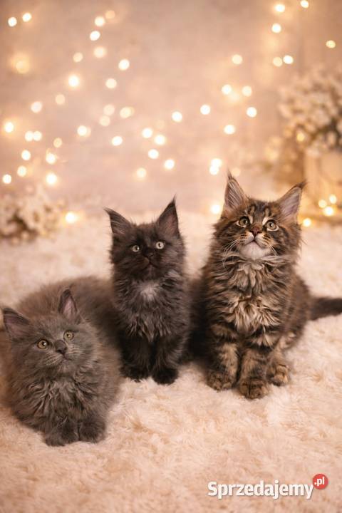 Kocięta Maine Coon FPL Łódź