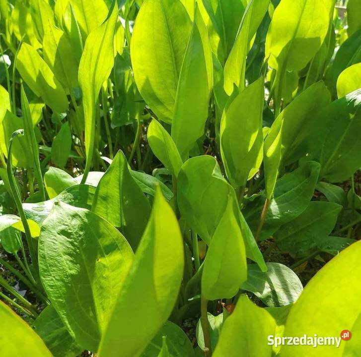 Rośliny wodne do oczek i stawu karasie kolorowe