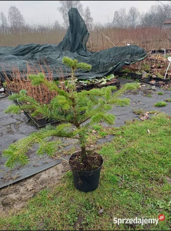 GK JODŁA KAUKASKA 2040 ABIES KAUKASIKA PIĘKNA Iglaste Miedźna