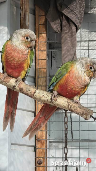 Rudosterki Pineaple RED FACE