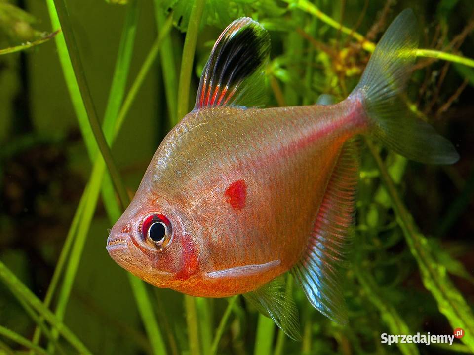 Bystrzyk Pereza czerwonoplamy Hyphessobrycon Gdańsk sprzedam