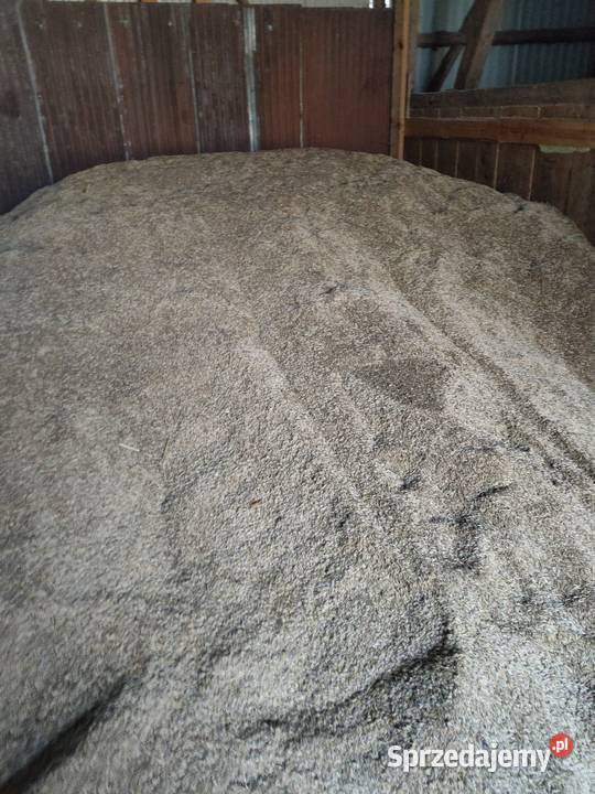 Owies ozimy snowbird Czaple Wielkie