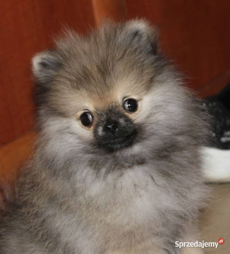 Szpic miniaturowy pomeranian Szpic miniaturowy Zdzieszowice sprzedam