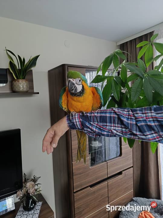 Ary ręcznie karmione