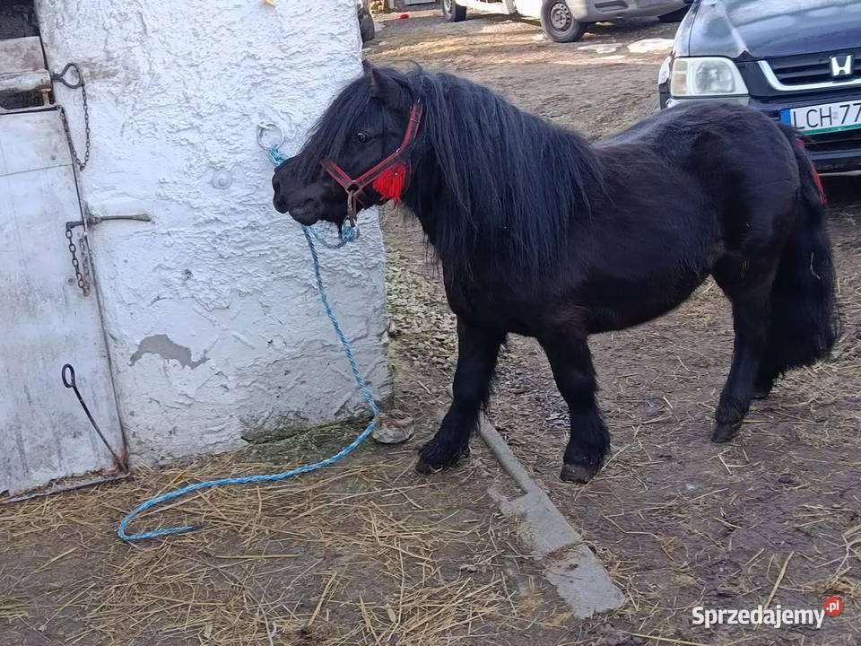 sprzedam kucyka Konie Zwierzęta Hrubieszów