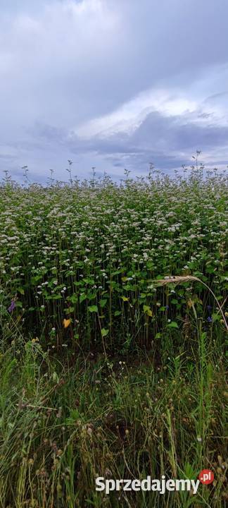 Gryka 2025 nasiona poplon Usnarz Górny sprzedam